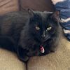 odin_the_nightfloof