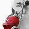 nabeelamanzoor6
