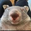 xxwombat