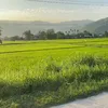 huynhluan101stock