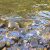 blueperrea