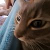 mark_tehcat
