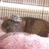 ratinhalindafofa