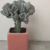 dyy5q78jlybo