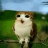 cimyoyy_