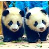 haben_pandlover