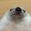 rabies.forest
