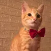 gatitosimba1