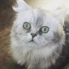 yeti.the.munchkin
