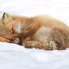 theicefoxy