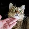 meowiezowie