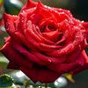 hamza_ha4