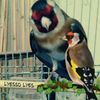lyeslyesso0