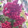 flower_ugra