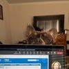 dnastyycom
