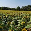 sunflower__fields