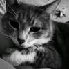 catztrainer99