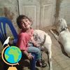 obaidali215