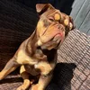 mrrolothebulldog