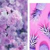 pixy_1