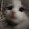 bunni_epop2