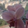 goodnotes1