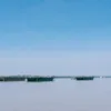 pudikoala