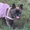 mila_thenyc_frenchie