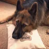 bozley_the_gsd