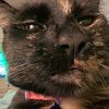 stellaathetortie