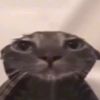 gato.culo