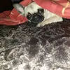 hopethepug