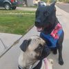 just_thedogs