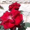 fahima519