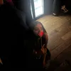 aisha.21x
