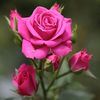 lovely_rose1277