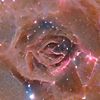 stellar.roseus