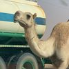 thesandboxroamer