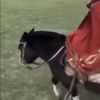 vru_seal