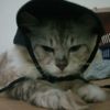 siscaana2