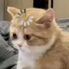 MA