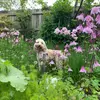 dog.walker.in.cornwall