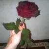 noraelotmani