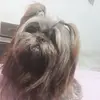 betinashihtzu_