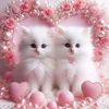 sajida.perveen263