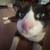 meowmeowcat_meow