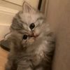 gajah_meong