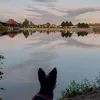 busters_kleine_pfoten