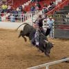 slingthembulls12