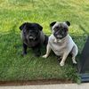mamaofpugs